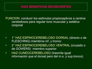 VIAS SENSITIVAS INCONCIENTES FUNCION : conducir los estímulos propioceptivos a centros cerebelosos para regular tono muscular y estática corporal 1° HAZ ESPINOCEREBELOSO DORSAL  (directo o de FLESCHING) miembros inf. y tronco 2° HAZ ESPINOCEREBELOSO VENTRAL  (cruzado o de GOWERS)  miembro superior HAZ CUNEOCEREBELOSO  (trasmite igual información que el dorsal pero del m.s. y sup.tronco) 