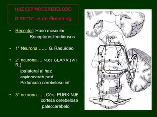 HAZ ESPINOCEREBELOSO DIRECTO   o de Flesching Receptor : Huso muscular Receptores tendinosos 1° Neurona  …… G. Raquídeo  2° neurona  … N.de CLARK (VII R.) ipsilateral al haz  espinocereb.post. Pedúnculo cerebeloso inf. 3° neurona  ….. Céls. PURKINJE corteza cerebelosa paleocerebelo 