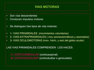 VIAS MOTORAS Son vías descendentes Conducen impulsos motores Se distinguen tres tipos de vías motoras: 1- VIAS PIRAMIDALES  (movimientos voluntarios) 2- VIAS EXTRAPIRAMIDALES ( mov.semiautomáticos y asociados) 3- VIAS OCULOMOTORAS (mov. Intrín. y extr.del globo ocular)   LAS VIAS PIRAMIDALES COMPRENDEN  LOS HACES: A- CORTICOMEDULAR  (corticoespinal) B- CORTICONUCLEAR  (corticobulbar o geniculado) 
