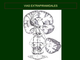 VIAS EXTRAPIRAMIDALES 
