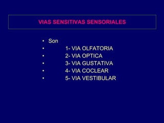 VIAS SENSITIVAS SENSORIALES Son 1- VIA OLFATORIA 2- VIA OPTICA 3- VIA GUSTATIVA 4- VIA COCLEAR 5- VIA VESTIBULAR 