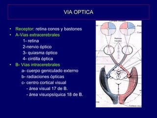 VIA OPTICA Receptor : retina conos y bastones A-Vias extracerebrales 1- retina 2-nervio óptico 3- quiasma óptico 4- cintilla óptica B- Vías intracerebrales a- cuerpo geniculado externo b- radiaciones ópticas c- centro cortical visual - área visual 17 de B. - área visuopsíquica 18 de B. 