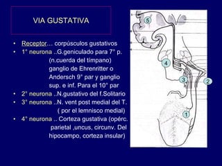 VIA GUSTATIVA Receptor … corpúsculos gustativos 1° neurona  ..G.geniculado para 7° p. (n.cuerda del tímpano) ganglio de Ehrenritter o Andersch 9° par y ganglio sup. e inf. Para el 10° par 2° neurona  ..N.gustativo del f.Solitario 3° neurona  ..N. vent post medial del T. ( por el lemnisco medial) 4° neurona  .. Corteza gustativa (opérc. parietal ,uncus, circunv. Del hipocampo, corteza insular) 3 1 4 2 5 