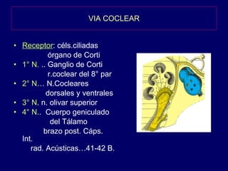VIA COCLEAR Receptor : céls.ciliadas  órgano de Corti 1° N.  .. Ganglio de Corti r.coclear del 8° par 2° N … N.Cocleares  dorsales y ventrales 3° N . n. olivar superior 4° N ..  Cuerpo geniculado del Tálamo brazo post. Cáps. Int. rad. Acústicas…41-42 B. 