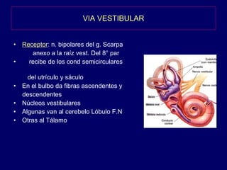 VIA VESTIBULAR Receptor : n. bipolares del g. Scarpa anexo a la raíz vest. Del 8° par recibe de los cond semicirculares  del utrículo y sáculo En el bulbo da fibras ascendentes y descendentes  Núcleos vestibulares Algunas van al cerebelo Lóbulo F.N Otras al Tálamo  