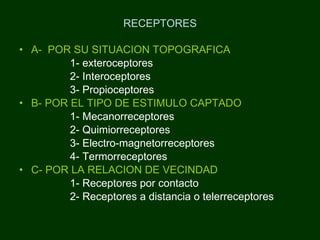 RECEPTORES A-  POR SU SITUACION TOPOGRAFICA 1- exteroceptores 2- Interoceptores 3- Propioceptores B- POR EL TIPO DE ESTIMULO CAPTADO 1- Mecanorreceptores 2- Quimiorreceptores 3- Electro-magnetorreceptores 4- Termorreceptores C- POR LA RELACION DE VECINDAD 1- Receptores por contacto 2- Receptores a distancia o telerreceptores   