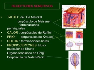RECEPTORES SENSITIVOS TACTO :  cél. De Merckel corpúsculo de Meissner  terminaciones peritriquiales CALOR  : corpúsculos de Ruffini FRIO  :  corpúsculos de Krause DOLOR  : terminaciones libres PROPIOCEPTORES : Huso muscular de Khune Organo tendinoso de Golgi  Corpúsculo de Vater-Pacini 
