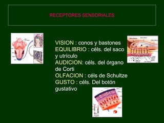 RECEPTORES SENSORIALES VISION  : conos y bastones EQUILIBRIO  : céls. del saco y utrículo  AUDICION : céls. del órgano de Corti OLFACION  : céls de Schultze GUSTO  : céls. Del botón gustativo 