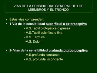 VIAS DE LA SENSIBILIDAD GENERAL DE LOS MIEMBROS Y EL TRONCO Estas vías comprenden: 1-Vía de la sensibilidad  superficial o exteroceptiva - V.S.Táctil protopática o gruesa - V.S.Táctil epicrítica o fina - V.S. Térmica -V.S. Dolor 2- Vías de la sensibilidad  profunda o propioceptiva - V.S.profunda conciente - V.S. profunda inconciente 