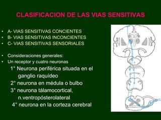CLASIFICACION DE LAS VIAS SENSITIVAS A- VIAS SENSITIVAS CONCIENTES B- VIAS SENSITIVAS INCONCIENTES C- VIAS SENSITIVAS SENSORIALES Consideraciones generales: Un receptor y cuatro neuronas 1° Neurona periférica situada en el  ganglio raquídeo 2° neurona en médula o bulbo 3° neurona tálamocortical,  n.ventropósterolateral  4° neurona en la corteza cerebral   