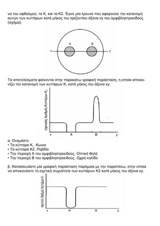 να του οφθαλμού, τα Κ, και τα Κ2. Έγινε μία έρευνα που αφορούσε την κατανομή
αυτών των κυττάρων κατά μήκος του οριζοντίου άξονα xy του αμφιβληστροειδούς
(σχήμα).
Τα αποτελέσματα φαίνονται στην παρακάτω γραφική παράσταση, η οποία απεικο-
νίζει την κατανομή των κυττάρων Κ, κατά μήκος του άξονα xy.
α. Ονομάστε:
• Τα κύτταρα Κ,. Κωνια
• Τα κύτταρα Κ2. Ραβδία
• Την περιοχή Α του αμφιβληστροειδούς. Οπτική θηλή
• Την περιοχή Β του αμφιβληστροειδούς. Ωχρή κηλίδα
β. Κατασκευάστε μία γραφική παράσταση παρόμοια με την παραπάνω, στην οποία
να απεικονίσετε τη σχετική συχνότητα των κυττάρων Κ2 κατά μήκος του άξονα xy.
 