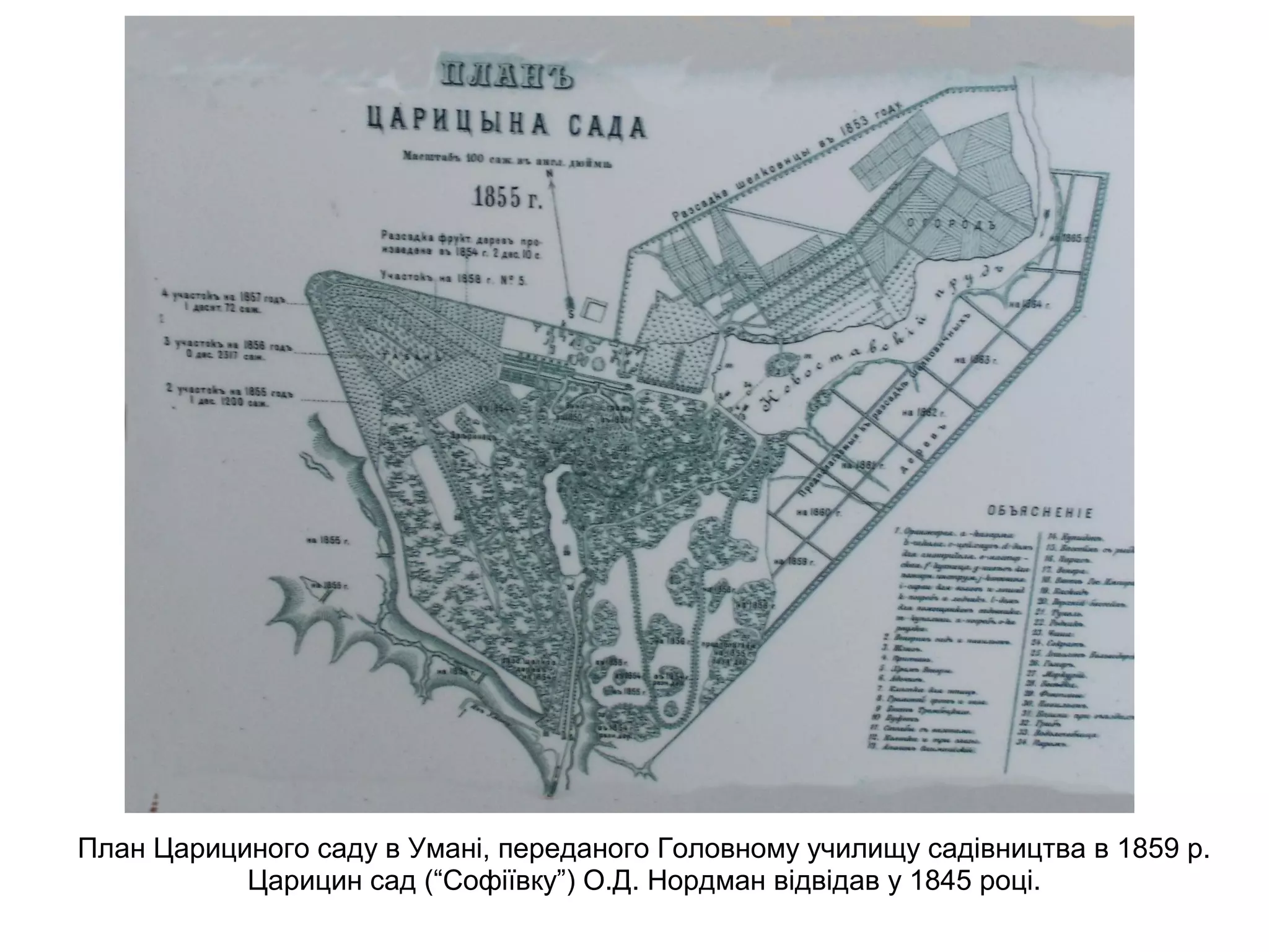 План Царициного саду в Умані, переданого Головному училищу садівництва в 1859 р.
Царицин сад (“Софіївку”) О.Д. Нордман відвідав у 1845 році.
 
