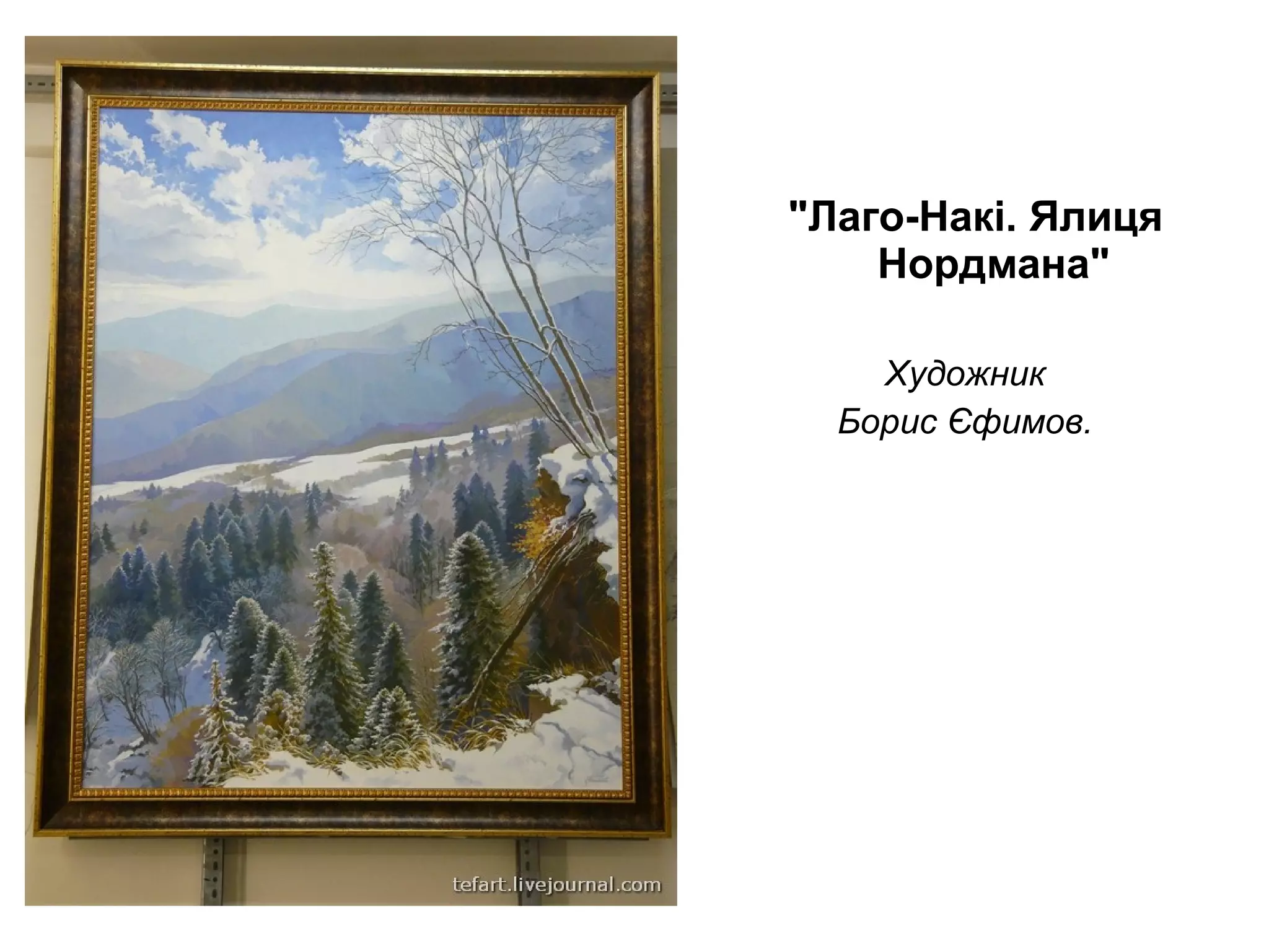 "Лаго-Накі. Ялиця
Нордмана"
Художник 
Борис Єфимов. 
 