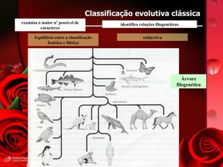 Classificação evolutiva clássica examina o maior nº possível de caracteres identifica relações filogenéticas Equilíbrio entre a classificação fenética e filética subjectiva Árvore filogenética 