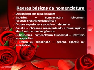 Regras básicas da nomenclatura Designação dos taxa em latim Espécies – nomenclatura binominal (espécie+restritivo específico) Grupos superiores à espécie – uninominal Família – obtem-se acrescentando a terminação –idae à raíz de um dos géneros Subespécies- nomenclatura trinominal – restritivo subespecífico - Itálico ou sublinhado – género, espécie ou subespécie 