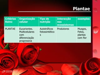 Plantae Critérios Reino Organização celular Tipo de nutrição Interacção nos ecossistemas exemplos PLANTAE  Eucariontes. Multicelulares com diferenciação progressiva Autotróficos fotossintéticos Produtores Musgos, Fetos, plantas com flor 