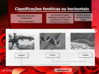 Classificações fenéticas ou horizontais Diagrama encaixante e dendogramas Chaves dicotómicas Não interpreta órgãos homólogos /análogos como existência de evolução divergente/convergente Analisa apenas a morfologia destes órgãos dendograma 