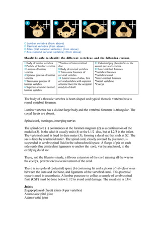 C Lumbar vertebra (from above)
D Cervical vertebra (from above)
E Atlas (first cervical vertebra) (from above)
F Axis (second cervical vertebra) (from above)

Should be able to identify the different vertebrae and the following regions

1 Body of lumbar vertebra       *Position of intervertebral         11 Odontoid peg (dens) of axis, the
2 Pedicle of lumbar vertebra    disc                                second cervical vertebra
3 Lamina of lumbar              8 Body of cervical vertebra         12 Intervertebral foramen
vertebra                        9 Transverse foramen of             *Vertebral foramen
4 Spinous process of lumbar     cervical vertebra                   *Vertebral canal
vertebra                        10 Lateral mass of atlas, first     *Intervertebral foramen
5 Transverse process of         cervicalvertebra with superior      *Sacral vertebrae
lumbar vertebra                 articular facet for the occipital   *Coccyx
6 Superior articular facet of   condyle of skull
lumbar vertebra


The body of a thoracic vertebra is heart-shaped and typical thoracic vertebra have a
round vertebral foramen.

Lumbar vertebra has a distinct large body and the vertebral foramen is triangular. The
costal facets are absent.

Spinal cord, meninges, emerging nerves

The spinal cord (1) commences at the foramen magnum (2) as a continuation of the
medulla (3). In the adult it usually ends (4) at the L1/2 disc, but at L2/3 in the infant.
The vertebral canal is lined by dura mater (5), forming a dural sac that ends at S2. The
sac is lined by arachnoid mater. The spinal cord, closely covered by pia mater, is
suspended in cerebrospinal fluid in the subarachnoid space. A flange of pia on each
side sends fine denticulate ligaments to anchor the cord, via the arachnoid, to the
overlying dural sac.

These, and the filum terminale, a fibrous extension of the cord running all the way to
the coccyx, prevent excessive movement of the cord.

There is an epidural (potential) space (6) containing fat and a plexus of valveless veins
between the dura and the bone, and ligaments of the vertebral canal. This potential
space is used in anaesthesia. A lumbar puncture to collect a sample of cerebrospinal
fluid (CSF) must be done below L1/2 to avoid cord damage. The usual site is L3/4.

Joints
Zygapophyseal (facet) joints (4 per vertebra)
Atlanto-occipital joint
Atlanto-axial joint
 