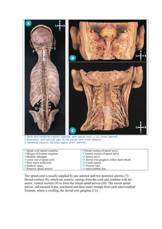 A Skull and vertebral column opened, with spinal cord in situ (from behind)
B Brainstem and cervical part of the spinal cord (from behind)
C Vertebral column, cervical region (from behind)


1 Spinal cord (spinal medulla)                8 Dorsal rootlets of spinal nerve
2 Margin of foramen magnum                    9 Ventral rootlets of spinal nerve
3 Medulla oblongata                           10 Spinal nerve
4 Lower end of spinal cord                    11 Dorsal root ganglion within dural sheath
5 Dura mater (reflected)                      12 Cauda equina
6 Epidural space                              13 Ventral rami
7 Posterior spinal arteries                   14 Intervertebral disc

The spinal cord is usually supplied by one anterior and two posterior arteries (7).
Dorsal rootlets (8), which are sensory, emerge from the cord and combine with the
motor, ventral rootlets (9) to form the mixed spinal nerves (10). The mixed spinal
nerves, still encased in pia, arachnoid and dura mater emerge from each intervertebral
foramen, where a swelling, the dorsal root ganglion (11).
 