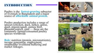 2101022,Importance of Poultry meat.pptx, Poultry science course | PPTX