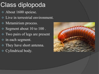 Class diplopoda
 About 1600 speiese.
 Live in terrestrial environment.
 Metamirism process.
 Segment about 10 to 100 ....