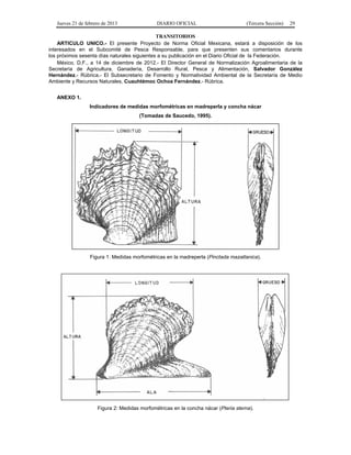 Jueves 21 de febrero de 2013 DIARIO OFICIAL (Tercera Sección) 29
TRANSITORIOS
ARTICULO UNICO.- El presente Proyecto de Norma Oficial Mexicana, estará a disposición de los
interesados en el Subcomité de Pesca Responsable, para que presenten sus comentarios durante
los próximos sesenta días naturales siguientes a su publicación en el Diario Oficial de la Federación.
México, D.F., a 14 de diciembre de 2012.- El Director General de Normalización Agroalimentaria de la
Secretaría de Agricultura, Ganadería, Desarrollo Rural, Pesca y Alimentación, Salvador González
Hernández.- Rúbrica.- El Subsecretario de Fomento y Normatividad Ambiental de la Secretaría de Medio
Ambiente y Recursos Naturales, Cuauhtémoc Ochoa Fernández.- Rúbrica.
ANEXO 1.
Indicadores de medidas morfométricas en madreperla y concha nácar
(Tomadas de Saucedo, 1995).
Figura 1: Medidas morfométricas en la madreperla (Pinctada mazatlanica).
Figura 2: Medidas morfométricas en la concha nácar (Pteria sterna).
 