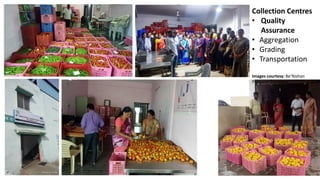 Collection Centres
• Quality
Assurance
• Aggregation
• Grading
• Transportation
Images courtesy: Be’Nishan
Producer Company
 