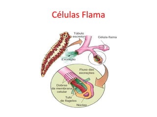 Células Flama
 