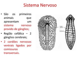 Sistema Nervoso
• São os primeiros
animais que
apresentam um
sistema nervoso
provido de gânglios;
• Região cefálica – 2
gânglios cerebrais;
• 2 cordões nervosos
ventrais ligados por
comissuras
transversais.
 