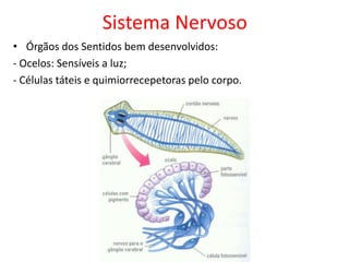 Sistema Nervoso
• Órgãos dos Sentidos bem desenvolvidos:
- Ocelos: Sensíveis a luz;
- Células táteis e quimiorrecepetoras pelo corpo.
 