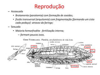 Reprodução
– Assexuada
• Brotamento (paratomia) com formação de zooides;
• fissão transversal (arquitomia) com fragmentação [formando um cisto
cada pedaço]- atravez da faringe;
– Sexuada
• Maioria hemarfrodita - fertilização interna;
– formam poucos ovos.
 