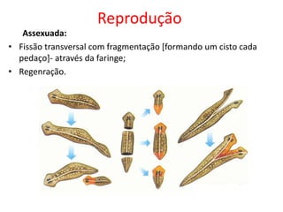 Reprodução
Assexuada:
• Fissão transversal com fragmentação [formando um cisto cada
pedaço]- através da faringe;
• Regenração.
 