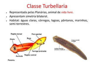 Classe Turbellaria
● Representada pelas Planárias, animal de vida livre.
● Apresentam simetria bilateral.
● Habitat: águas claras, córregos, lagoas, pântanos, marinhos,
semi-terrestres.
 