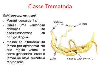 Classe Trematoda
Schistosoma mansoni
● Possui cerca de 1 cm
● Causa uma verminose
chamada de
esquistossomose ou
barriga d’água.
● Macho se diferencia da
fêmea por apresentar em
sua região ventral, o
canal ginecóforo, onde a
fêmea se aloja durante a
reprodução.
 
