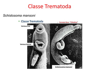 Classe Trematoda
Schistosoma mansoni
 