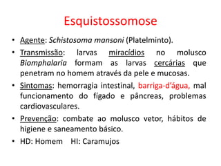 Esquistossomose
• Agente: Schistosoma mansoni (Platelminto).
• Transmissão: larvas miracídios no molusco
Biomphalaria formam as larvas cercárias que
penetram no homem através da pele e mucosas.
• Sintomas: hemorragia intestinal, barriga-d’água, mal
funcionamento do fígado e pâncreas, problemas
cardiovasculares.
• Prevenção: combate ao molusco vetor, hábitos de
higiene e saneamento básico.
• HD: Homem HI: Caramujos
 
