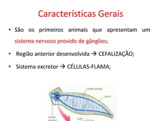 Características Gerais
• São os primeiros animais que apresentam um
sistema nervoso provido de gânglios;
• Região anterior desenvolvida  CEFALIZAÇÃO;
• Sistema excretor  CÉLULAS-FLAMA;
 