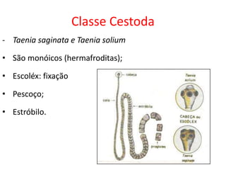 Classe Cestoda
- Taenia saginata e Taenia solium
• São monóicos (hermafroditas);
• Escoléx: fixação
• Pescoço;
• Estróbilo.
 