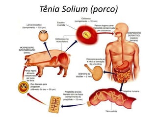 Tênia Solium (porco)
(gado)
 