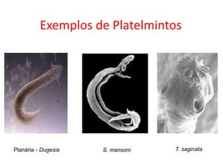 Exemplos de Platelmintos
Planária - Dugesia S. mansoni T. saginata
 