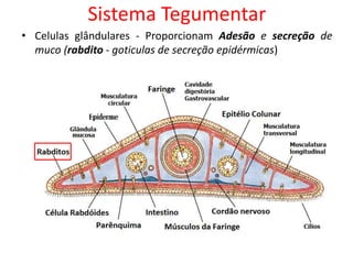 Sistema Tegumentar
• Celulas glândulares - Proporcionam Adesão e secreção de
muco (rabdito - goticulas de secreção epidérmicas)
 