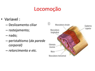 Locomoção
• Variavel :
– Deslizamento ciliar
– rastejamento;
– nado;
– peristaltismo (da parede
corporal)
– retorcimento e etc.
 