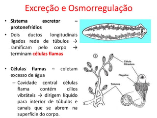 Excreção e Osmorregulação
• Sistema excretor –
protonefrídios
• Dois ductos longitudinais
ligados rede de túbulos →
ramificam pelo corpo →
terminam células flamas
• Células flamas – coletam
excesso de água
– Cavidade central células
flama contém cílios
vibráteis → dirigem líquido
para interior de túbulos e
canais que se abrem na
superfície do corpo.
 