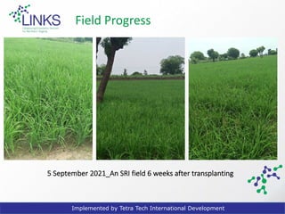 10/25/21
Implemented by Tetra Tech International Development
5 September 2021_An SRI field 6 weeks after transplanting
Field Progress
 