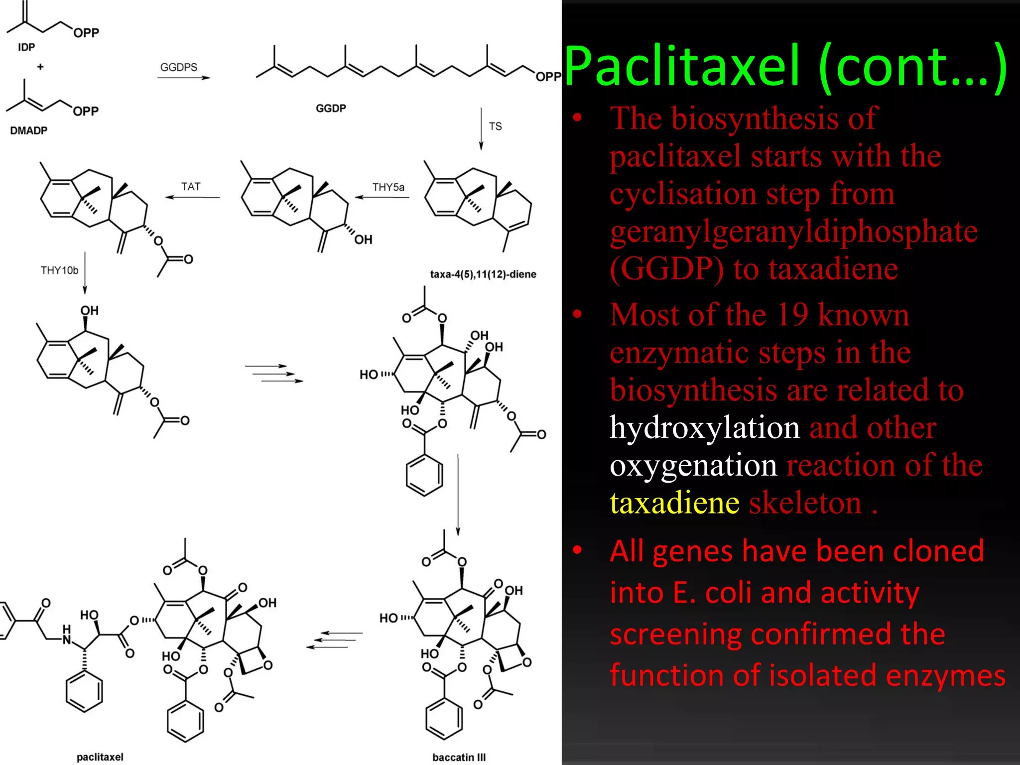 Paclitaxel (cont…) The biosynthesis of paclitaxel starts with the cyclisation step from geranylgeranyldiphosphate (GGDP) to taxadiene  Most of the 19 known enzymatic steps in the biosynthesis are related to  hydroxylation  and other  oxygenation  reaction of the  taxadiene  skeleton . All genes have been cloned into E. coli and activity screening confirmed the function of isolated enzymes 