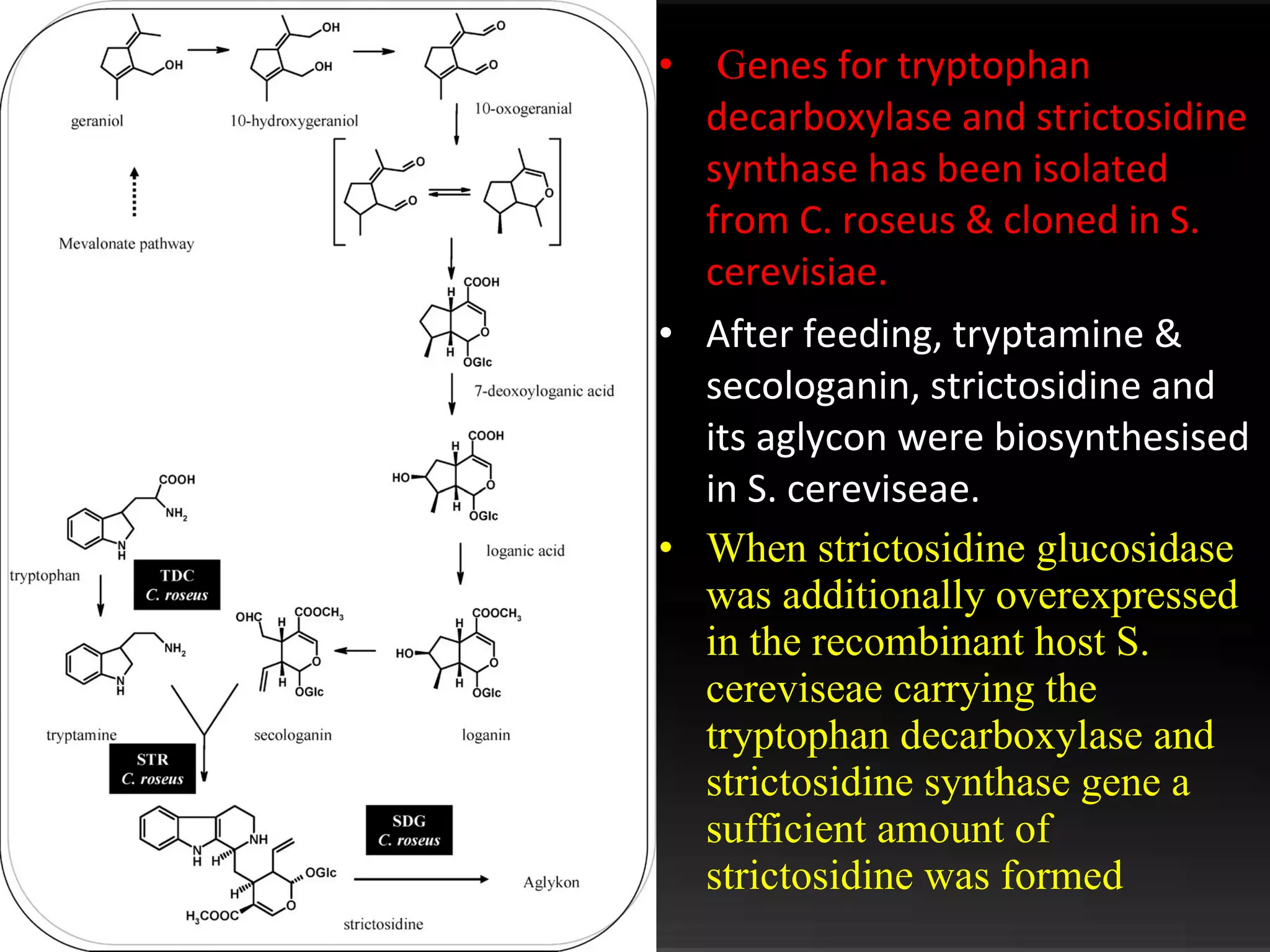 G enes for tryptophan decarboxylase and strictosidine synthase has been isolated from C. roseus & cloned in S. cerevisiae. After feeding, tryptamine & secologanin, strictosidine and its aglycon were biosynthesised in S. cereviseae. When strictosidine glucosidase was additionally overexpressed in the recombinant host S. cereviseae carrying the tryptophan decarboxylase and strictosidine synthase gene a sufficient amount of strictosidine was formed 