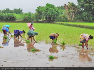 L’eau, premier aliment des végétaux, l’Homme a appris à la domestiquer dans les rizières indiennes...
 