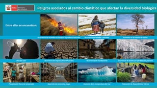 PERÚ LIMPIO
PERÚ NATURAL
Peligros asociados al cambio climático que afectan la diversidad biológica
Entre ellos se encuentran:
Ocurrencia de heladas y nevadas Aumento en la erosión de suelos
Ocurrencia de incendios en bosques o praderas naturales
Ocurrencia de sequías (desertificación) Ocurrencia de inundaciones
Olas de calor Ocurrencia de aludes por pérdidas de glaciares
Precipitación fuera de temporada Aparición de vectores y plagas Reducción de disponibilidad hídrica
Aumento de la temperatura del mar
 