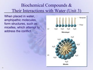 18
Biochemical Compounds &
Their Interactions with Water (Unit 3)
When placed in water,
amphipathic molecules,
form structures, such as
micelles, which attempt to
address the conflict.
 