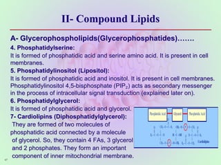II- Compound Lipids
A- Glycerophospholipids(Glycerophosphatides)…….
4. Phosphatidylserine:
It is formed of phosphatidic acid and serine amino acid. It is present in cell
membranes.
5. Phosphatidylinositol (Lipositol):
It is formed of phosphatidic acid and inositol. It is present in cell membranes.
Phosphatidylinositol 4,5-bisphosphate (PIP₂) acts as secondary messenger
in the process of intracellular signal transduction (explained later on).
6. Phosphatidylglycerol:
It is formed of phosphatidic acid and glycerol.
7- Cardiolipins (Diphosphatidylglycerol):
They are formed of two molecules of
phosphatidic acid connected by a molecule
of glycerol. So, they contain 4 FAs, 3 glycerol
and 2 phosphates. They form an important
component of inner mitochondrial membrane.
47
 